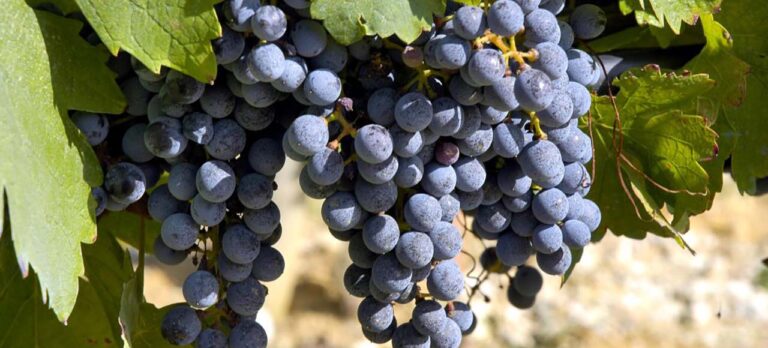 Il Consorzio di tutela vino Carmignano chiede il riconoscimento ministeriale
