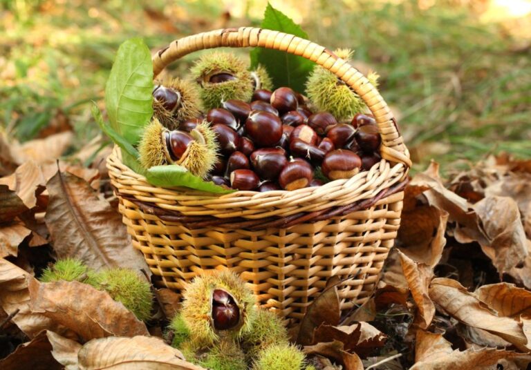 Mulini e castagne, due giorni di convegno a Porretta