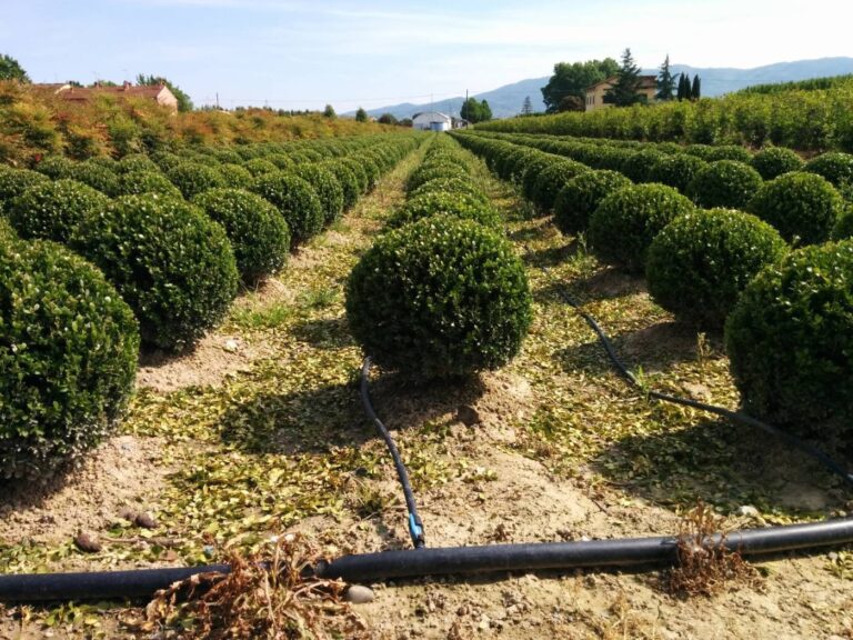 Confagricoltura Pistoia: costi di produzione del florovivaismo a +20%