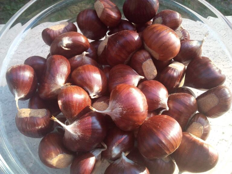 Dolce Vernio, Tra castagneti e mestieri del bosco a Cavarzano