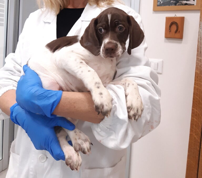 Rimborsi agli over65 per spese veterinarie di animali da compagnia