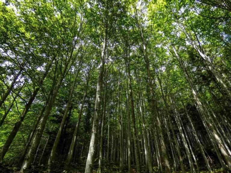Carmignano, al via il monitoraggio del patrimonio arboreo