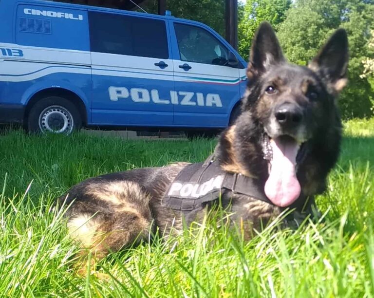 Firenze, Amper cane antidroga va in pensione e trova subito casa