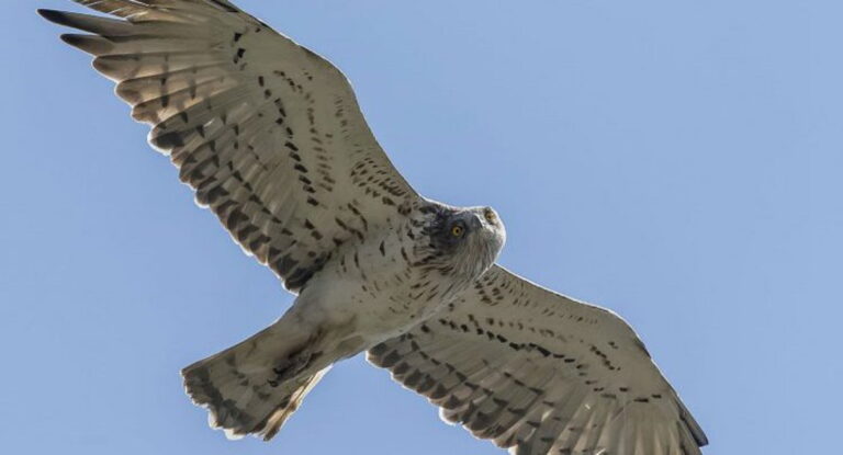 Il Centro di Scienze Naturali cerca due operatori stagionali per la fauna e il parco