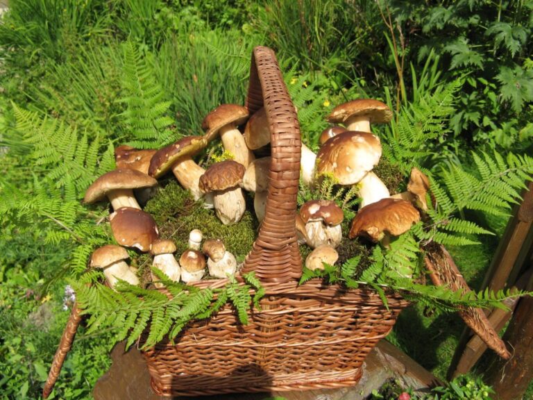 Funghi, bilancio 2025 del servizio micologico e la prevenzione