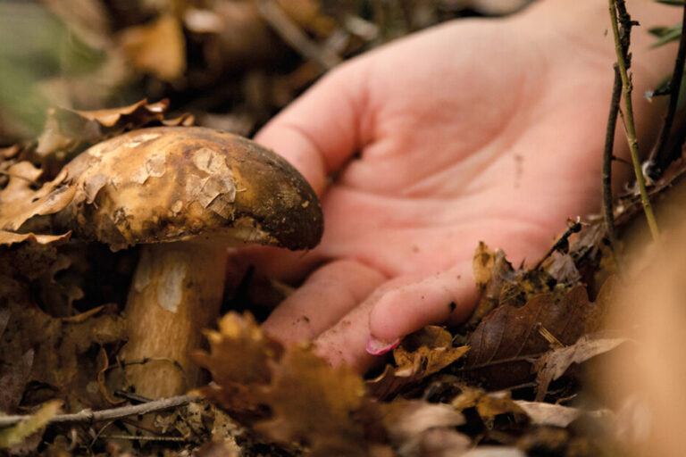Funghi: norme e comportamenti per la raccolta