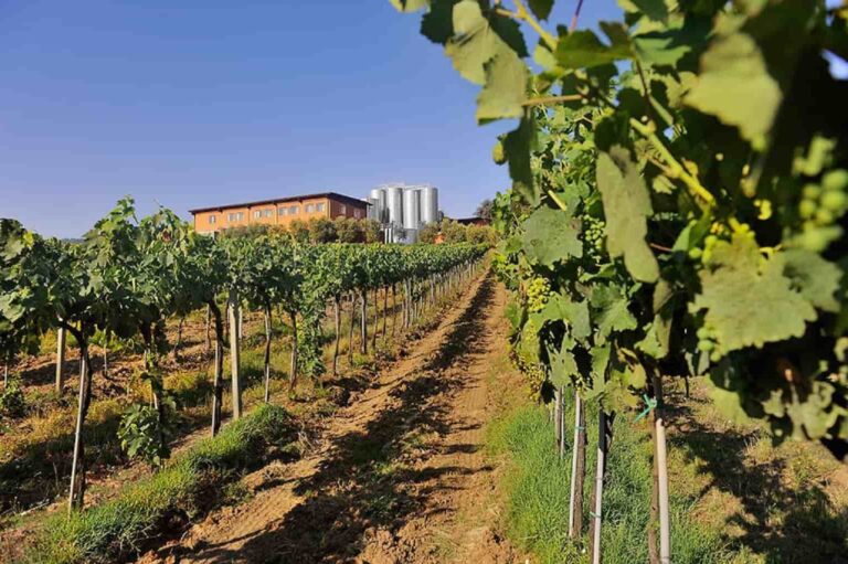 Settore vitivinicolo, 13 milioni per campagna promozione