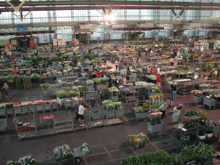 Dalla Regione ok alle sovvenzioni dirette alle imprese floricole