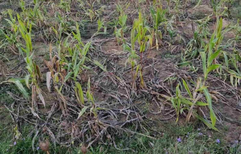 Cinghiali, nel pistoiese devastato il 70% del raccolto di mais