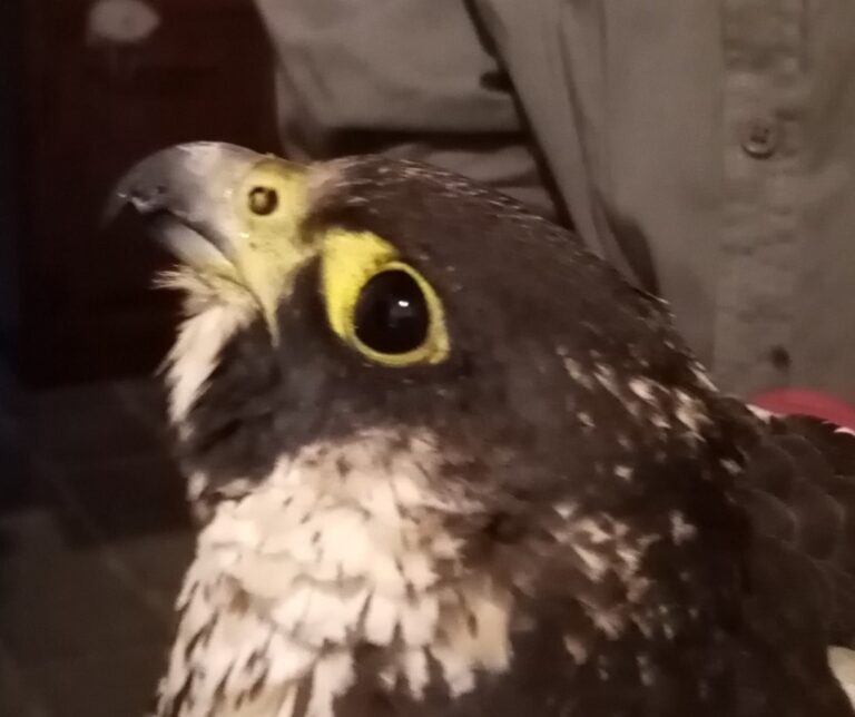 Bracconaggio, falco pellegrino abbattuto nel Padule