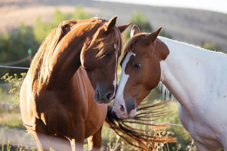Raccolta fondi per il nuovo Centro di recupero per cavalli maltrattati