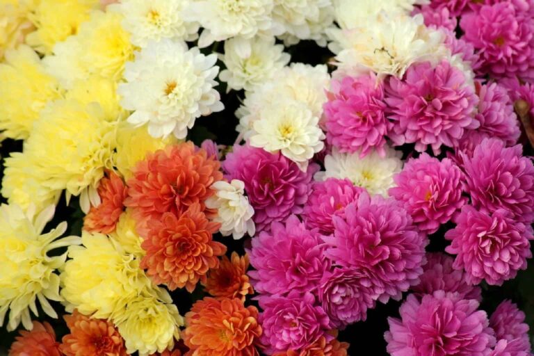 Leggero rincaro per i crisantemi, ma anche il polo floricolo di Pescia paga la crisi energetica
