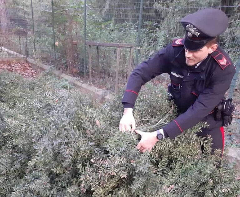 Rubano oltre 2 quintali di pungitopo da un’azienda di Larciano: 2 arresti