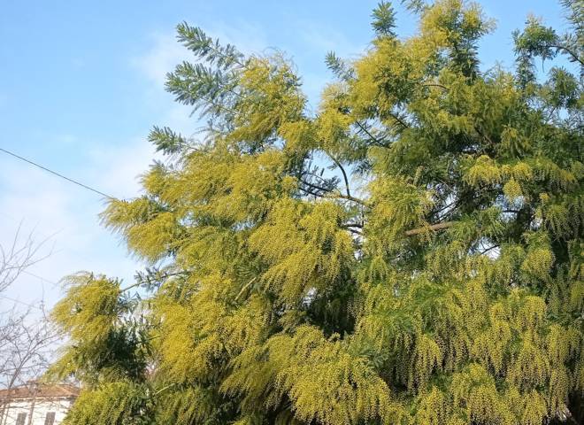 Clima, il caldo fa sbocciare le mimose due mesi prima