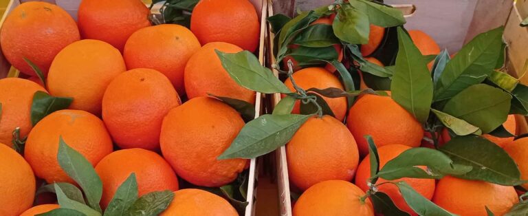 Pistoia, al mercato Campagna amica l’iniziativa “Vitamina C…piace”