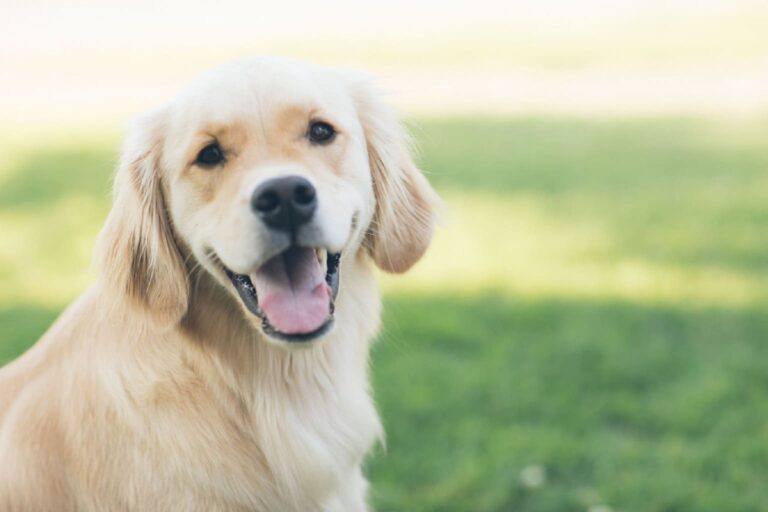 A Montemurlo i cani possono entrare al cimitero comunale