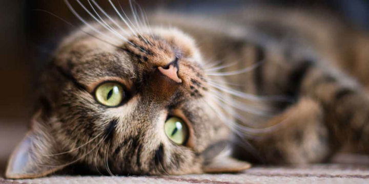 Cani e gatti donatori per salvare altri animali