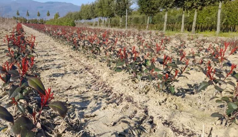 A Pistoia si punta sulla circolarità del vivaismo