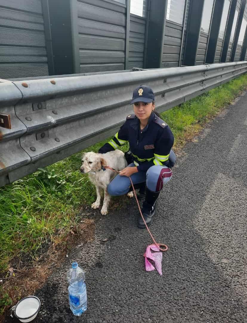 Capannori, cane si smarrisce in autostrada: salvato dalla Polizia ...
