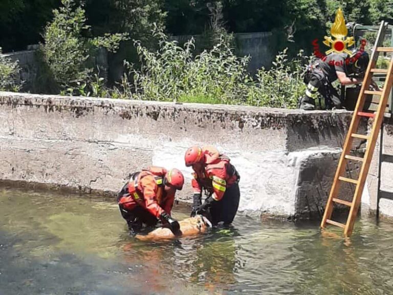 Vigili del fuoco salvano cagnolino finito in un canale