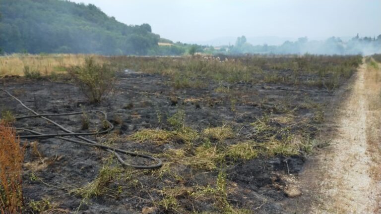 Siccità e costi alle stelle, agricoltura e vivaismo in difficoltà