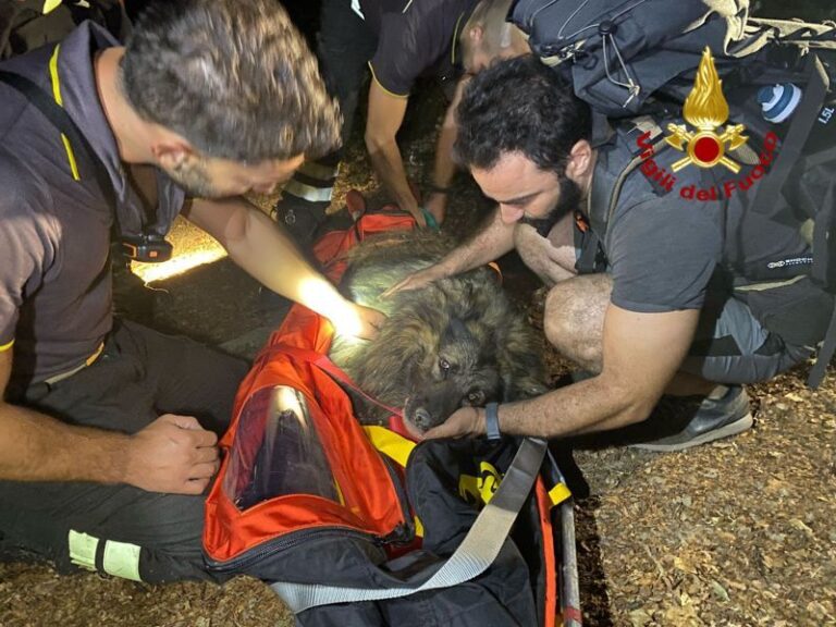 Cane colto da malore soccorso dai vigili del fuoco al lago Nero