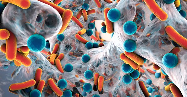Abbeccedario verde: M come microbiota - Reportpistoia