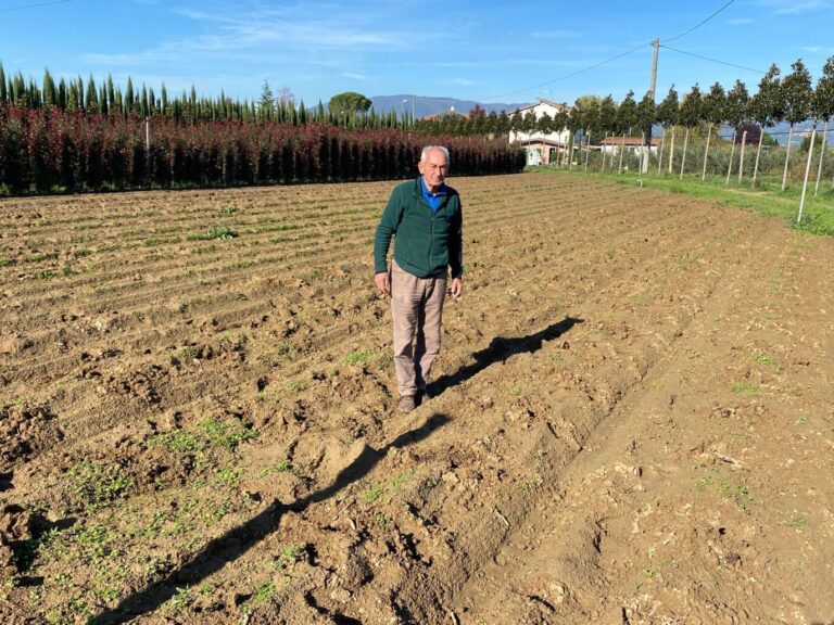 Furti nei vivai: rubate 500 piante di magnolie