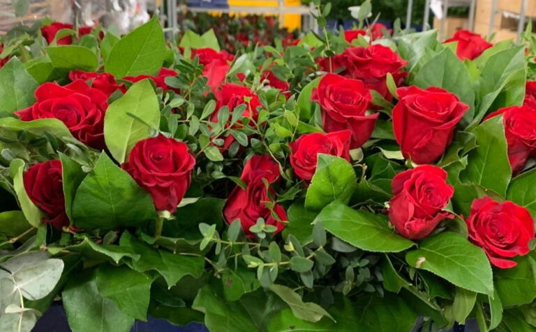 San Valentino. Le fronde per i bouquet di rose parlano ‘pesciatino’