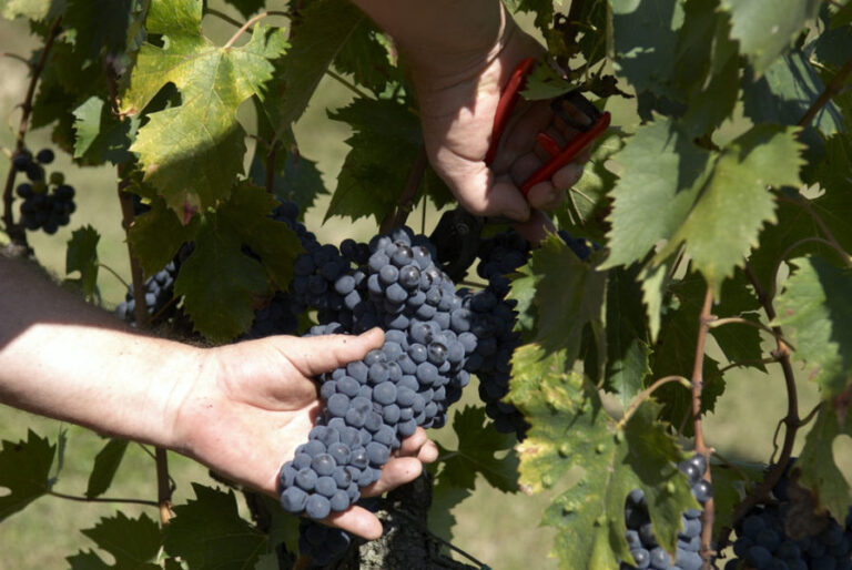 A tavola con il Vino Nobile di Montepulciano: 13 ristoranti toscani ospiteranno l’evento