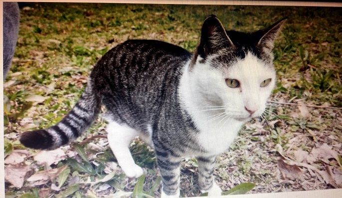 Pistoia, smarrito il gatto Mirco: l’appello della proprietaria