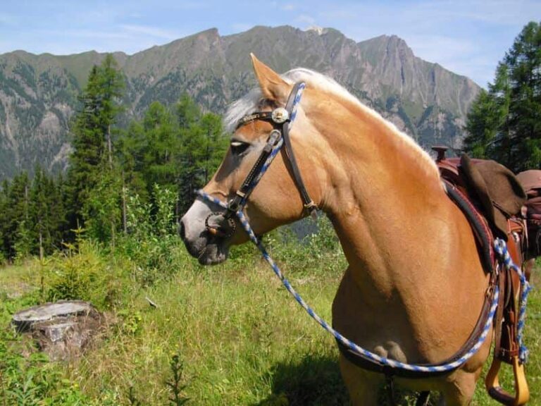 Bimba ferita da un cavallo ricoverata al Meyer