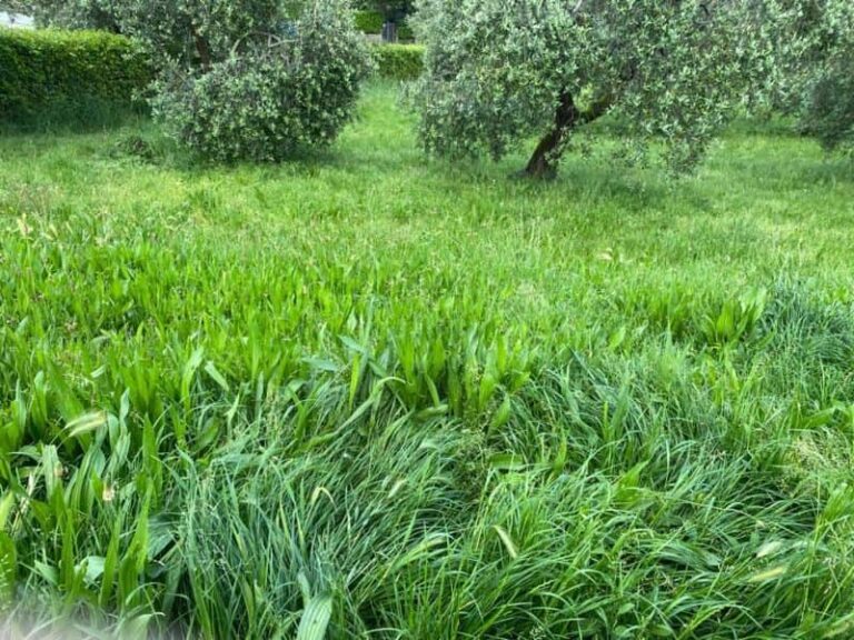 L’erba alta nelle aree per i cani crea pericoli per gli animali