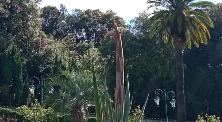 Il fiore della morte sboccia al Giardino di Pinocchio - Reportpistoia