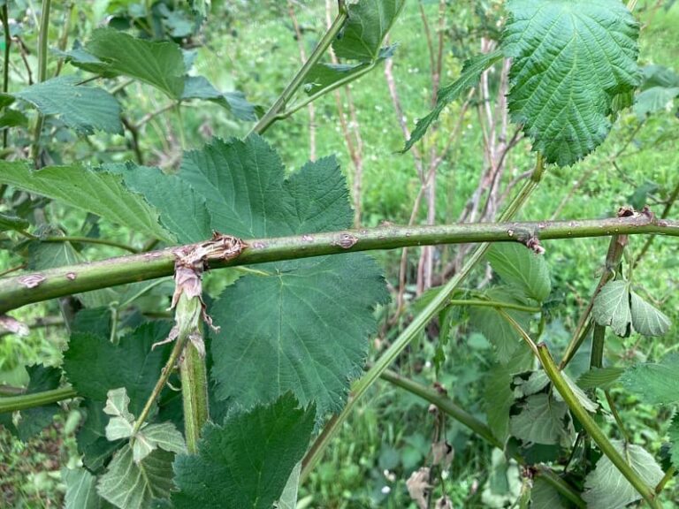 Mezza produzione di mirtilli e lamponi ‘spazzata’ dal vento, danni anche alle fragole