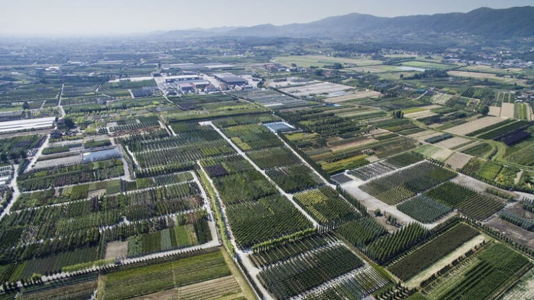 Sviluppo e competitività del settore vivaistico, cabina di regia in Regione