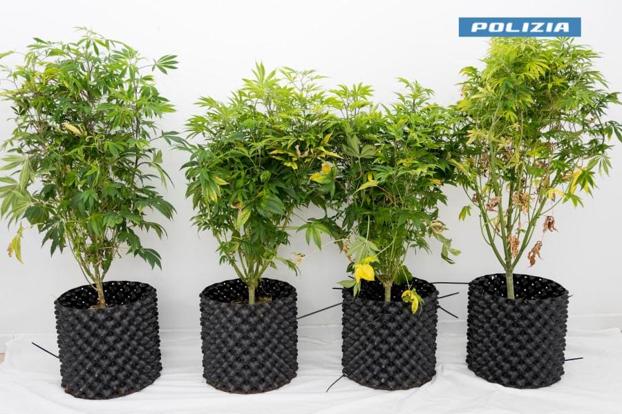 In camera quattro piante di marijuana e 150 grammi di droga già pronta In camera quattro piante di marijuana e 150 grammi di droga già pronta