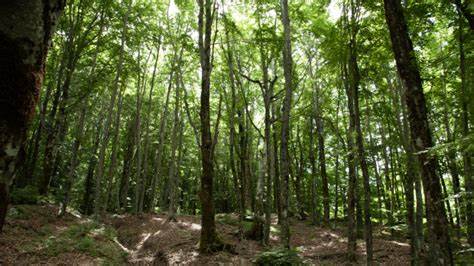 Pistoia-Abetone, escursioni alla scoperta delle riserve dell’Appennino pistoiese 