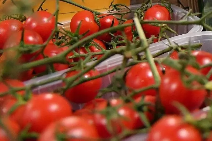 Tre indagati per i 246 alunni intossicati dal pomodorino a mensa
