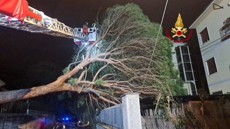 Firenze. Cade un grosso pino, strada chiusa per ore