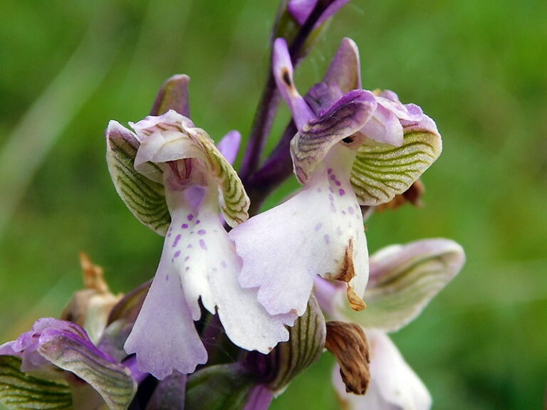 Orchidee spontanee sul Colle di Monsummano, ora è il momento della tutela generale dell’area