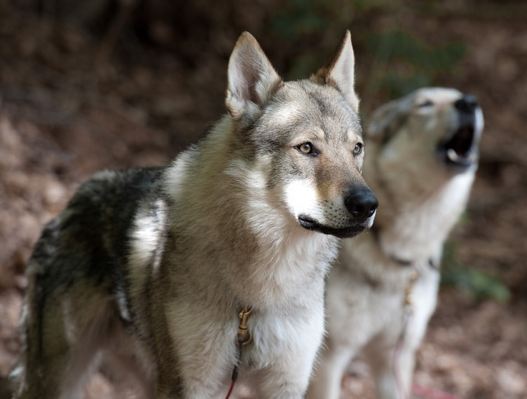 Testa di lupo appesa sul cavalcavia della Fi-Pi-Li