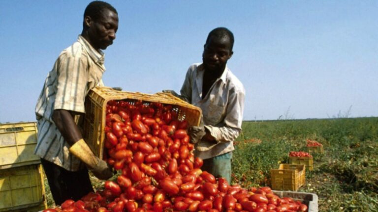 Riposare a dicembre! Memorie di un sedicenne nelle campagne dello sfruttamento e della speranza