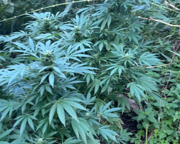 Guardia di finanza di Lucca scopre coltivazione illegale di marijuana: due arresti
