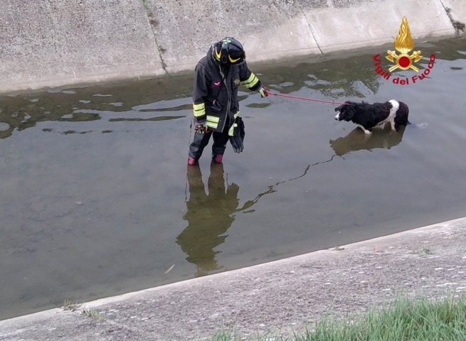 Vigili del fuoco salvano un cane finito in un canale di scolo