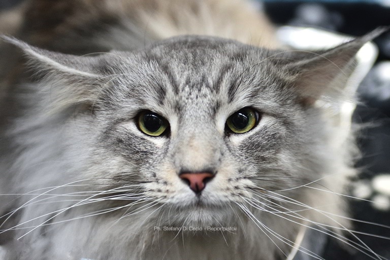 Mostra felina internazionale a Toscana Fair