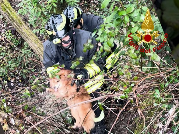 Firenze, cane cieco disperso da due giorni: salvato dai Vigili del fuoco