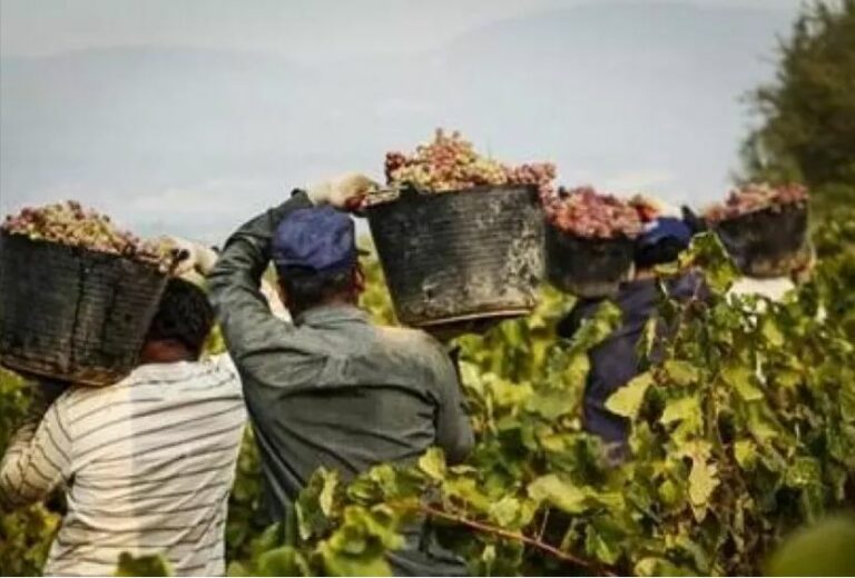 Caporalato, picchiato nel Grossetano bracciante ‘troppo lento’