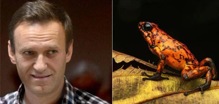 “Navalny ucciso col veleno della rana freccia”, 5 Paesi europei contro Putin