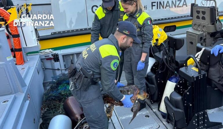 Una vedetta della Guardia di Finanza libera una tartaruga Caretta Caretta impigliata in rete da pesca